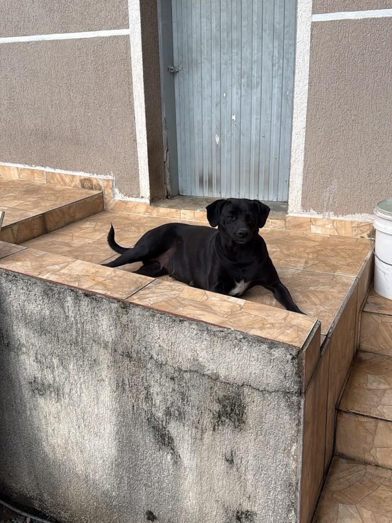 Neguinha, cadela de porte médio para adoção em São José dos Pinhais - PR