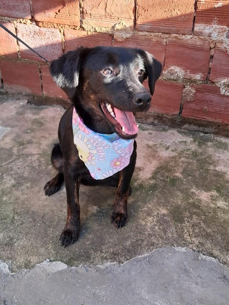 Joaninha, cadela de porte médio para adoção em São José dos Pinhais - PR