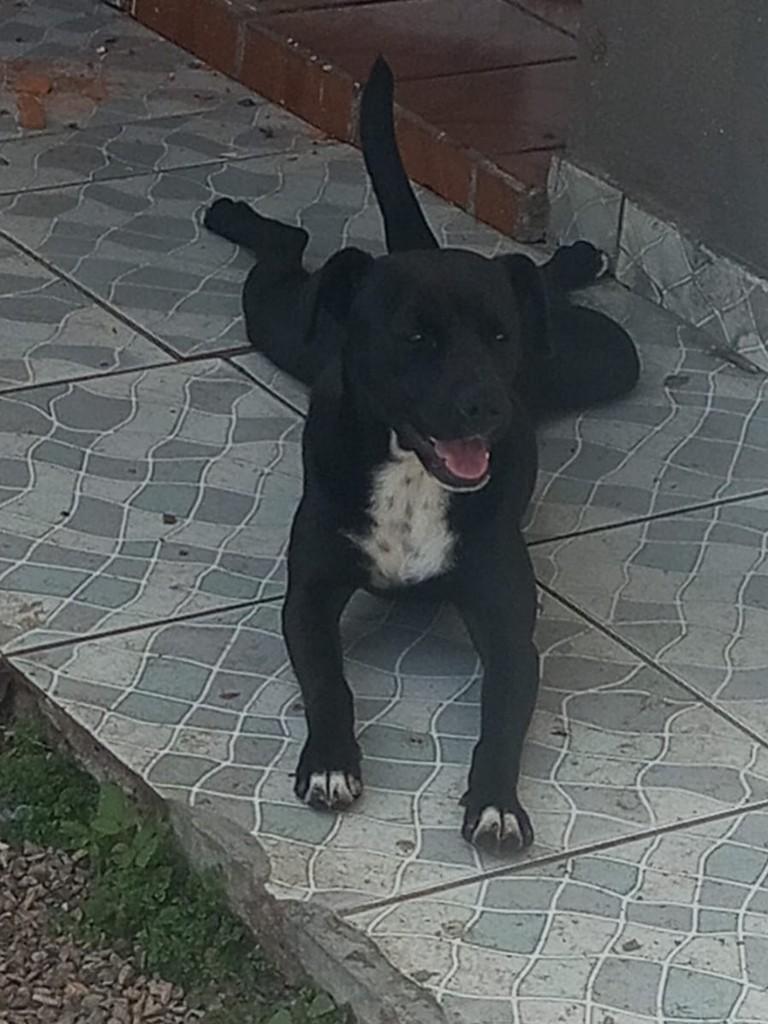 Kiara, cadela de porte médio para adoção em São José dos Pinhais - PR