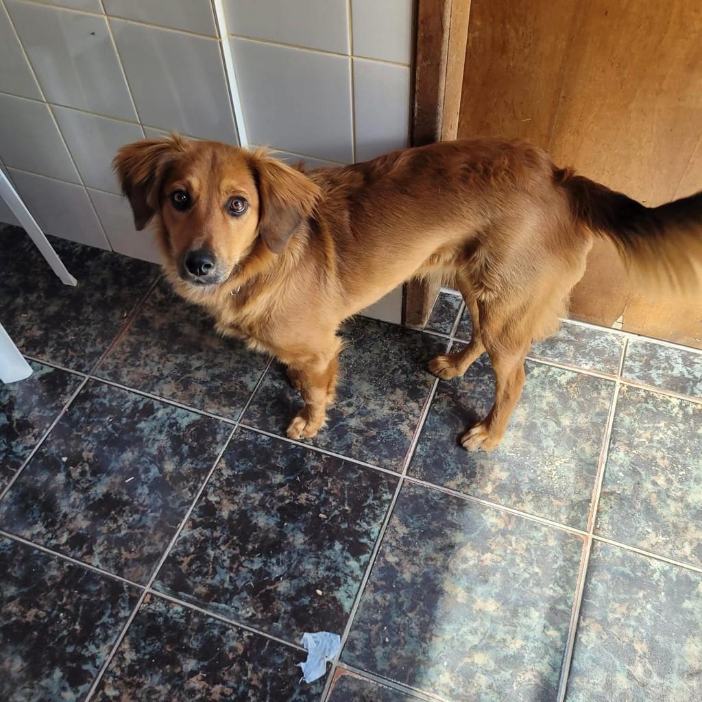Lindinha, cadela de porte pequeno para adoção em São José dos Pinhais - PR
