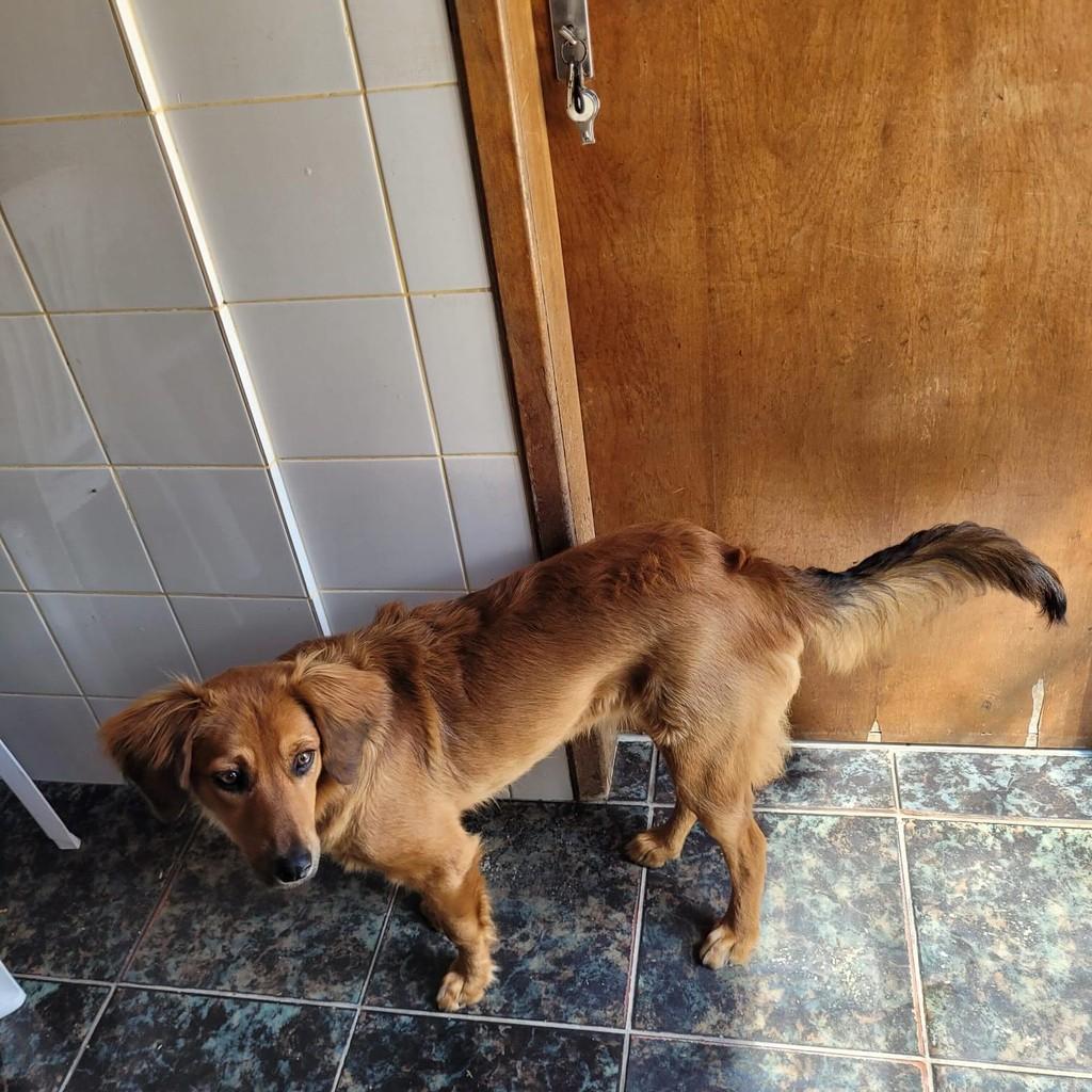 Lindinha, cadela de porte pequeno para adoção em São José dos Pinhais - PR — foto 2 de 2