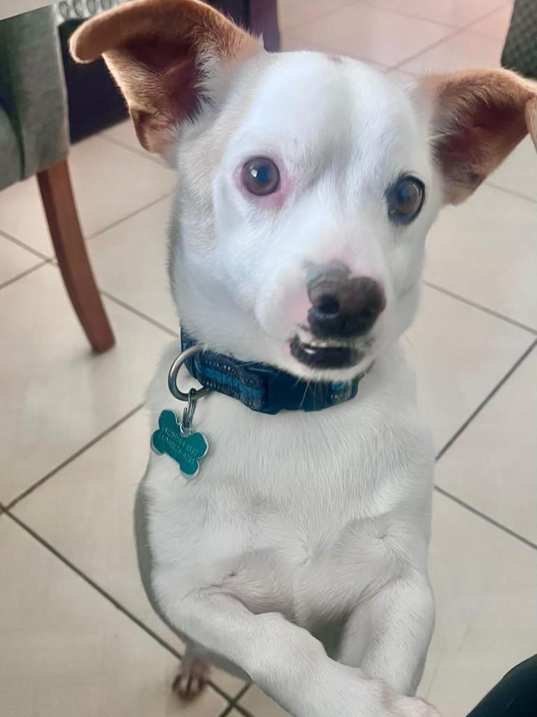 Freddy, cachorro de porte pequeno para adoção em São José dos Pinhais - PR