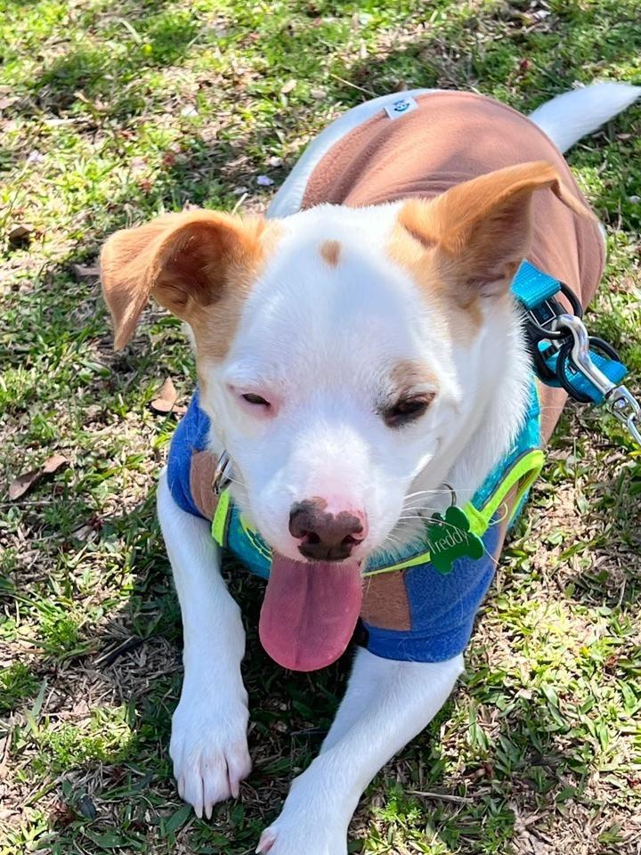 Freddy, cachorro de porte pequeno para adoção em São José dos Pinhais - PR — foto 2 de 4