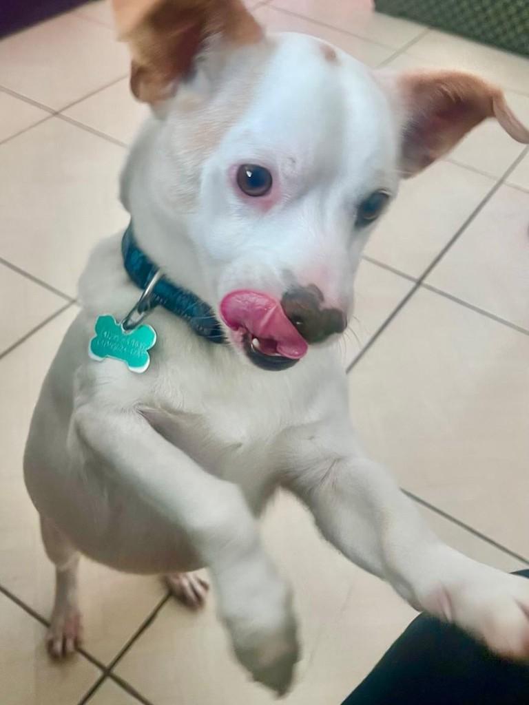 Freddy, cachorro de porte pequeno para adoção em São José dos Pinhais - PR — foto 3 de 4