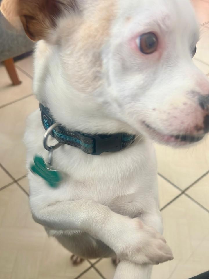 Freddy, cachorro de porte pequeno para adoção em São José dos Pinhais - PR — foto 4 de 4