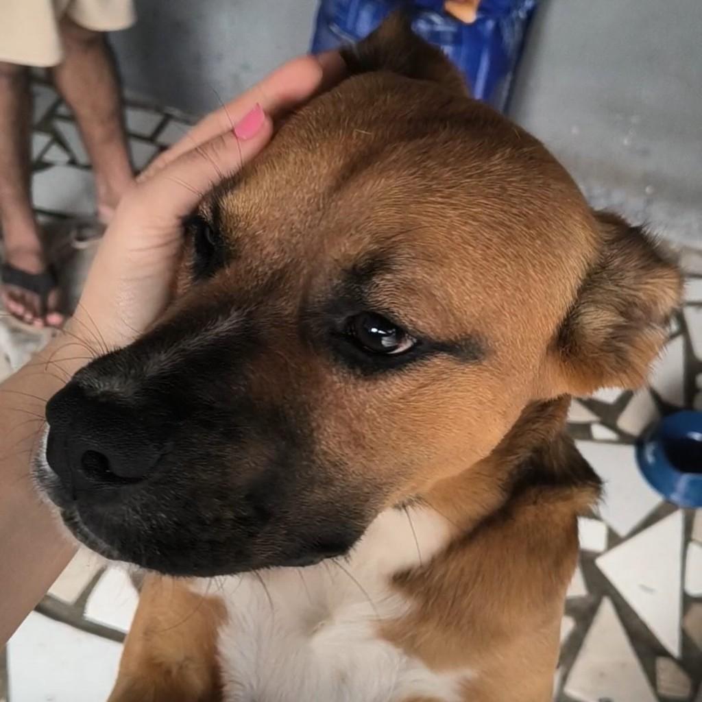 Duque, cachorro de porte grande para adoção em São José dos Pinhais - PR