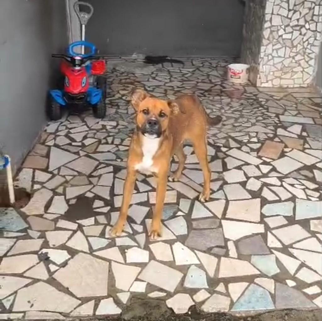 Duque, cachorro de porte grande para adoção em São José dos Pinhais - PR — foto 2 de 3