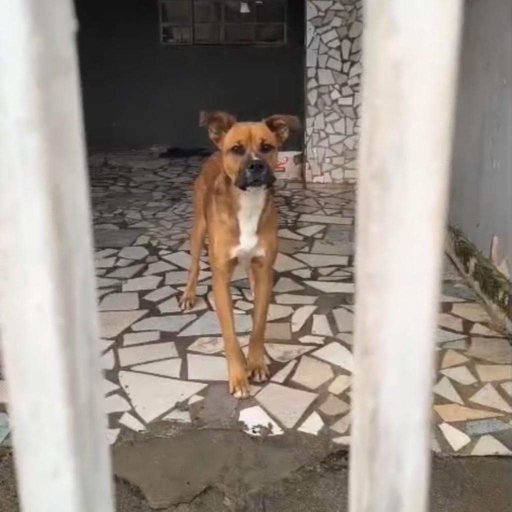 Duque, cachorro de porte grande para adoção em São José dos Pinhais - PR — foto 3 de 3