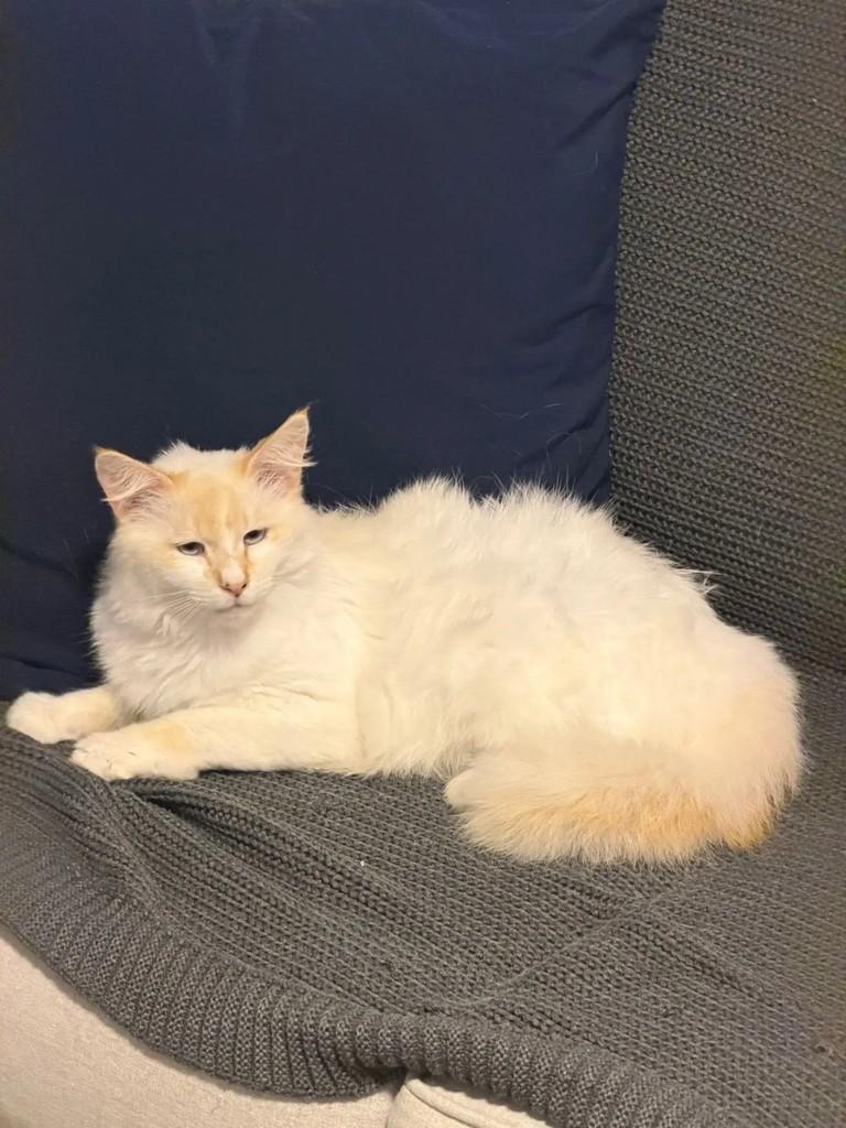 Leona, gata de porte pequeno para adoção em São Paulo - SP