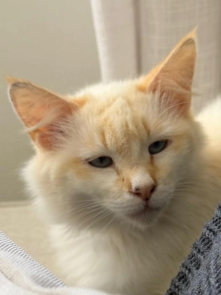 Leona, gata de porte pequeno para adoção em São Paulo - SP — foto 2 de 4