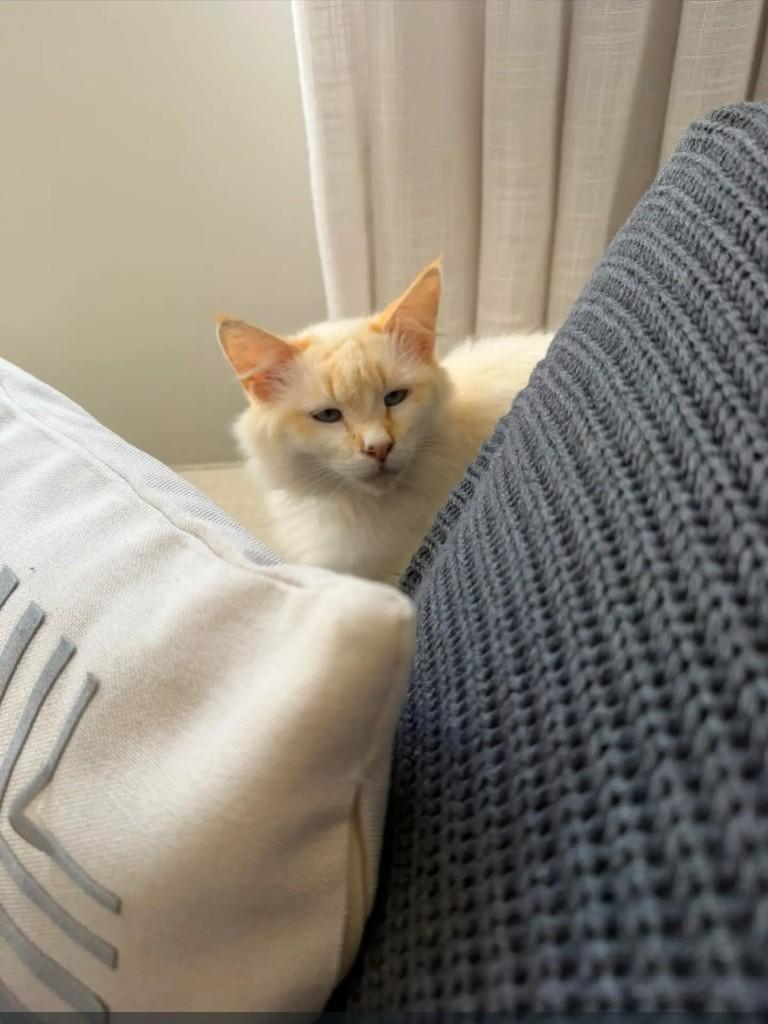 Leona, gata de porte pequeno para adoção em São Paulo - SP — foto 3 de 4