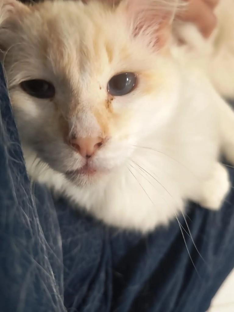Leona, gata de porte pequeno para adoção em São Paulo - SP — foto 4 de 4