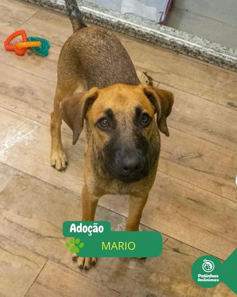 Mário, cachorro de porte pequeno para adoção em Rio de Janeiro - RJ