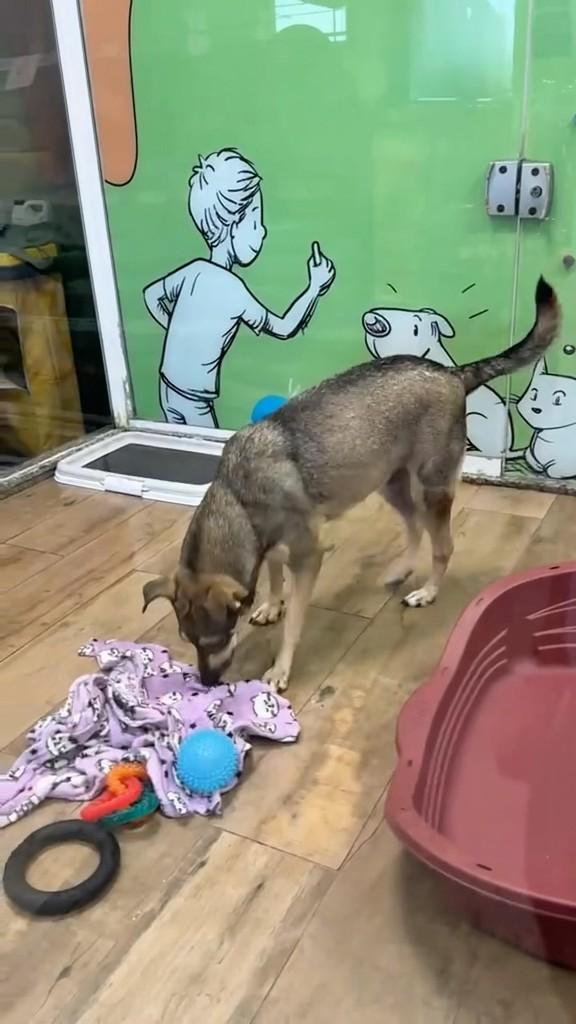 Pipoca, cachorro de porte médio para adoção em Rio de Janeiro - RJ