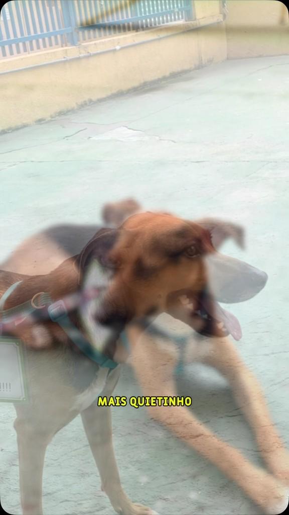 Caju, cachorro de porte médio para adoção em Rio de Janeiro - RJ