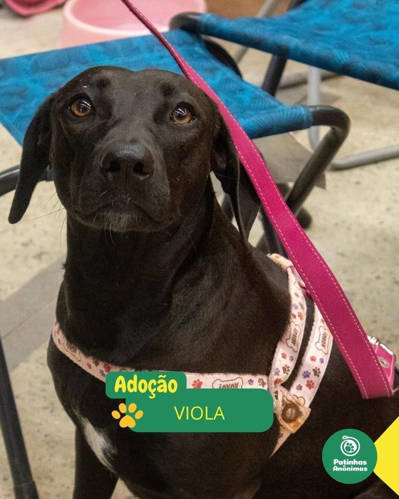 Viola, cadela de porte médio para adoção em Rio de Janeiro - RJ
