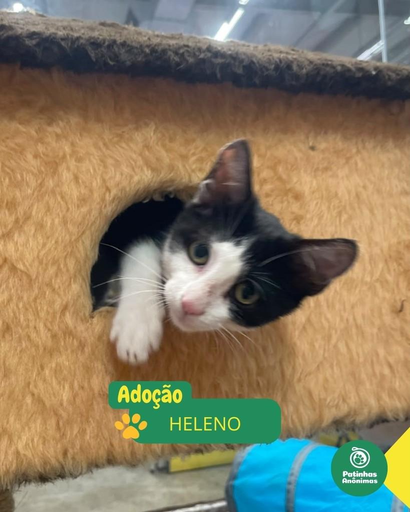 Heleno, gato de porte pequeno para adoção em Rio de Janeiro - RJ