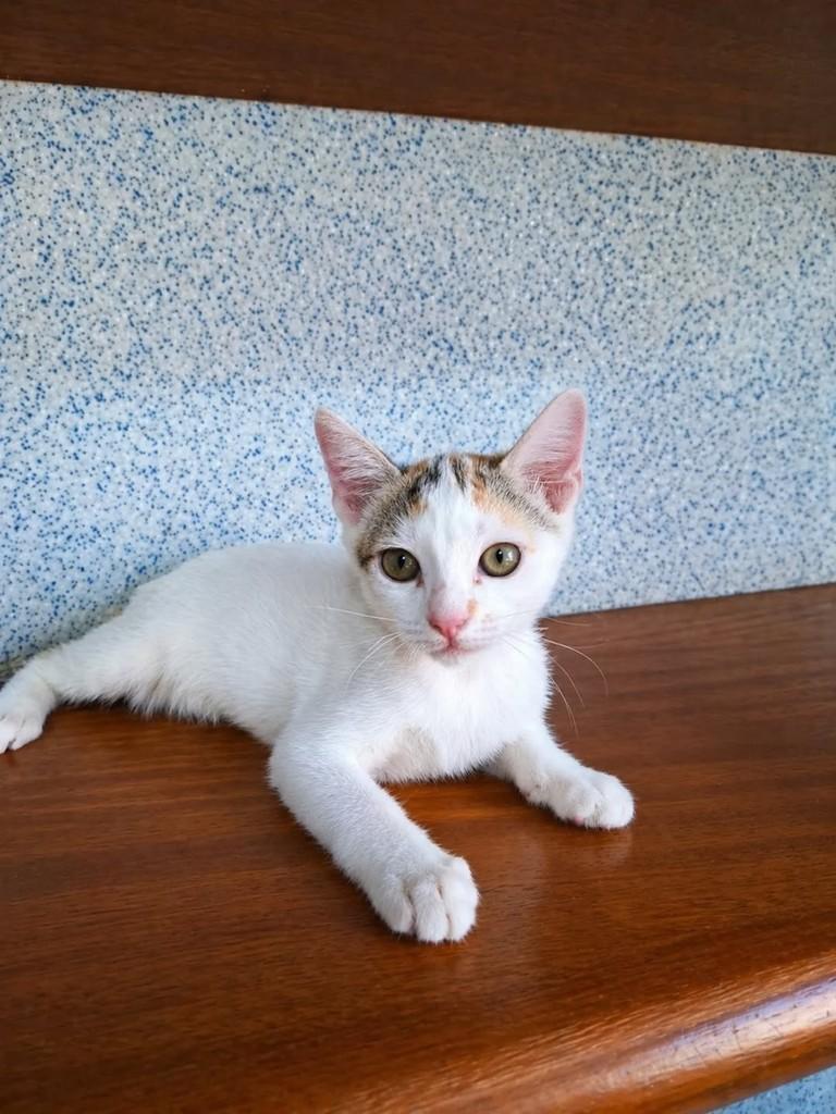 Rita Lee, gato de porte pequeno para adoção em Vitória - ES