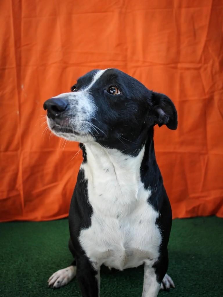 Toddy, cachorro de porte médio para adoção em Vitória - ES