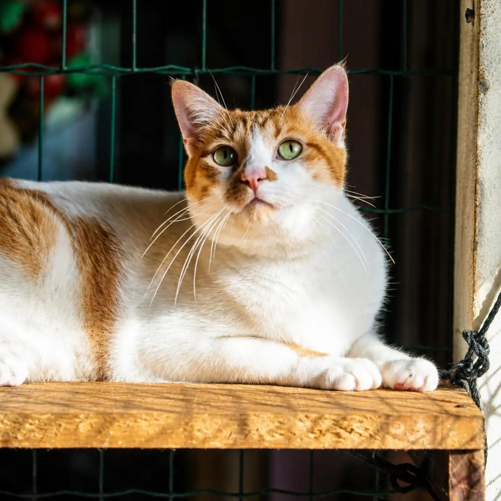 Graxinho, gato de porte médio para adoção em Vitória - ES