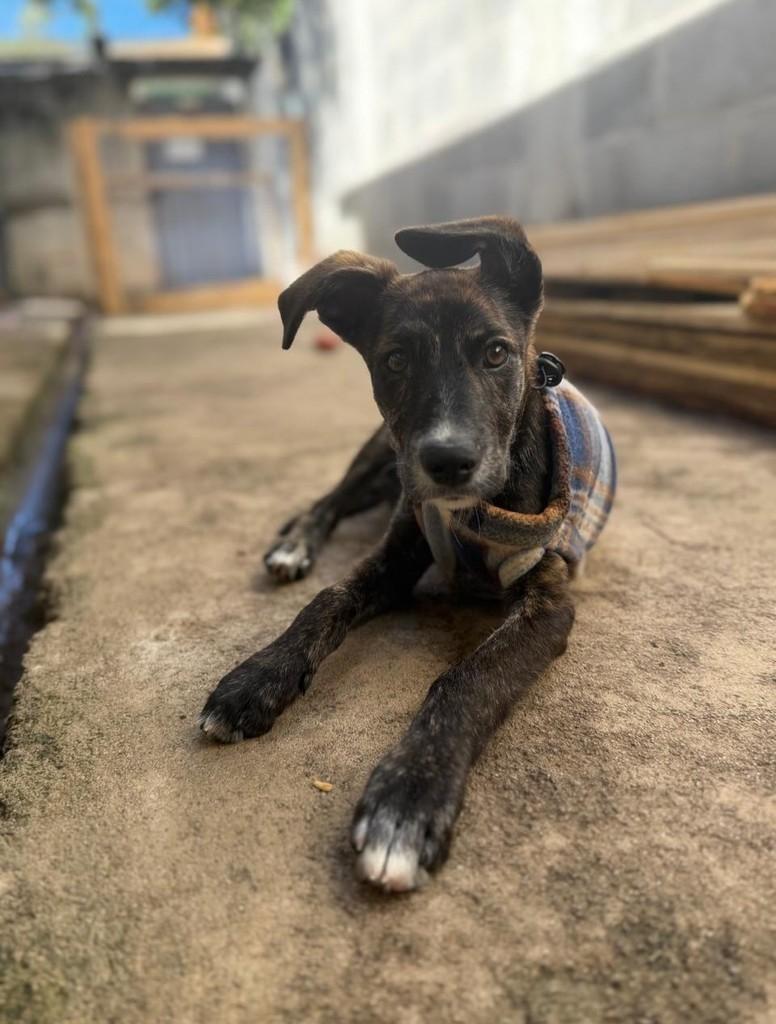 Manerinho, cachorro de porte médio para adoção em Vitória - ES