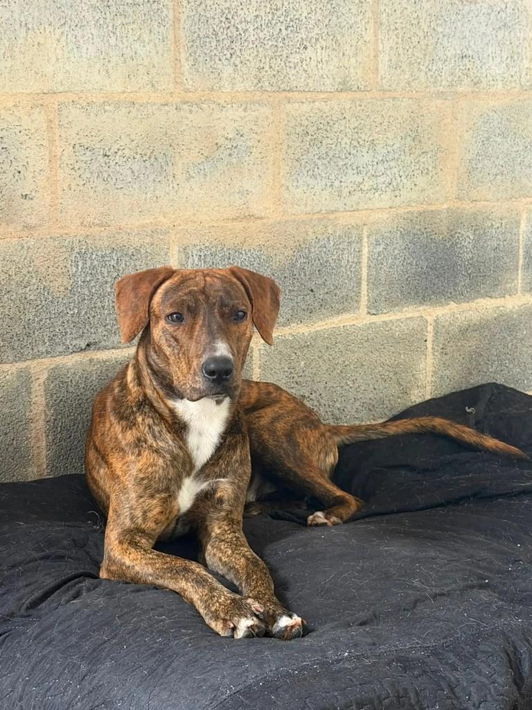 Sofia, cadela de porte médio para adoção em Vitória - ES — foto 2 de 4