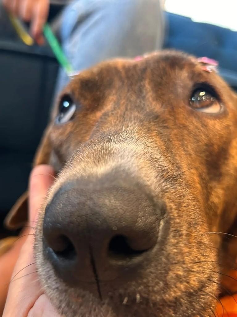 Sofia, cadela de porte médio para adoção em Vitória - ES — foto 3 de 4