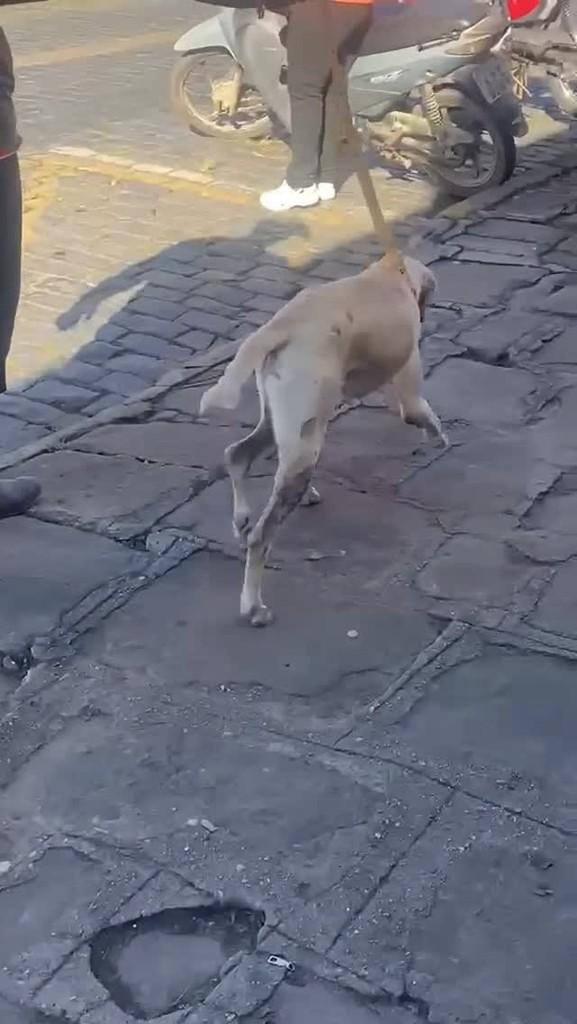Costelinha, cachorro de porte pequeno para adoção em Lapa - PR