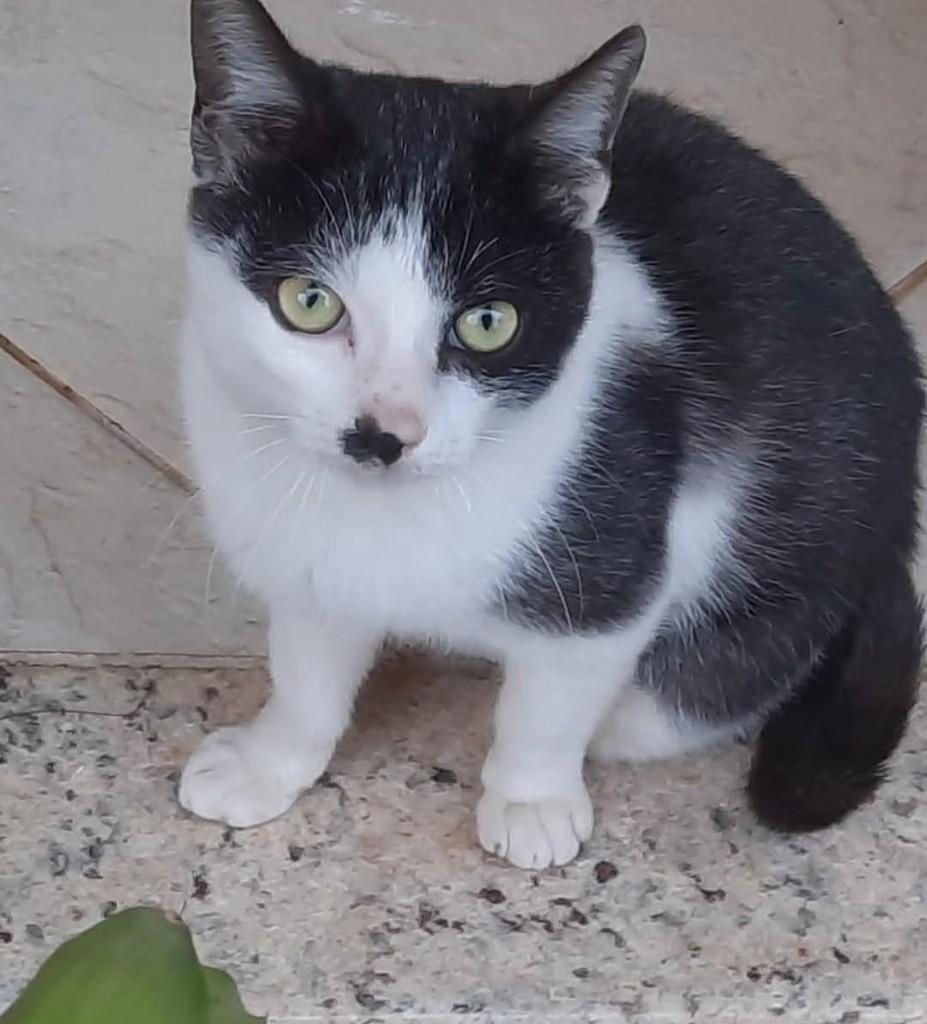 Bento, gato de porte pequeno para adoção em Lapa - PR