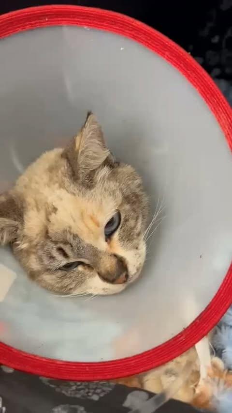 Branquinha, gata de porte pequeno para adoção em Lapa - PR