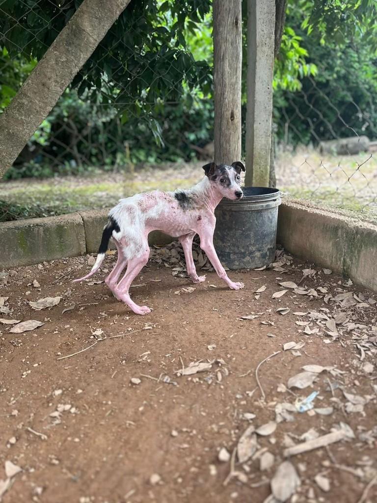 Penélope, cachorro de porte médio para adoção em Braço do Norte - SC