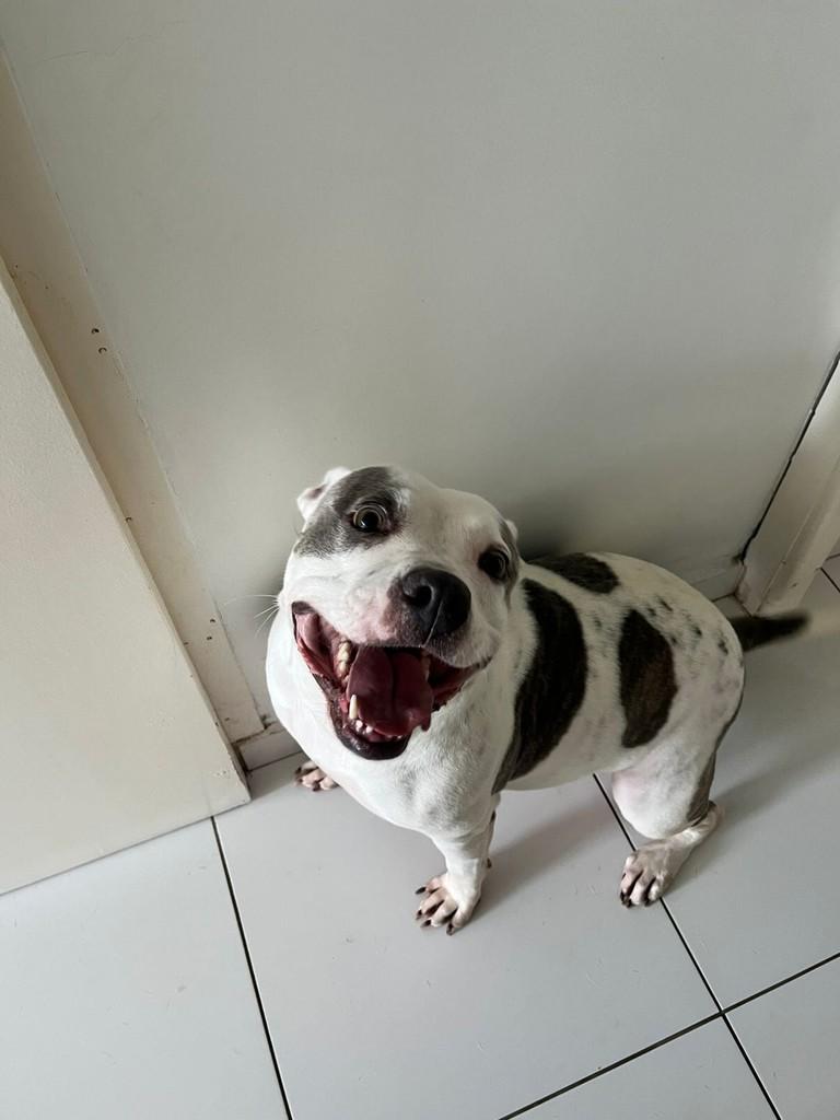 Serena, cadela de porte pequeno para adoção em Braço do Norte - SC