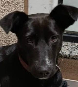 Patudinha, cachorro de porte médio para adoção em Joinville - SC