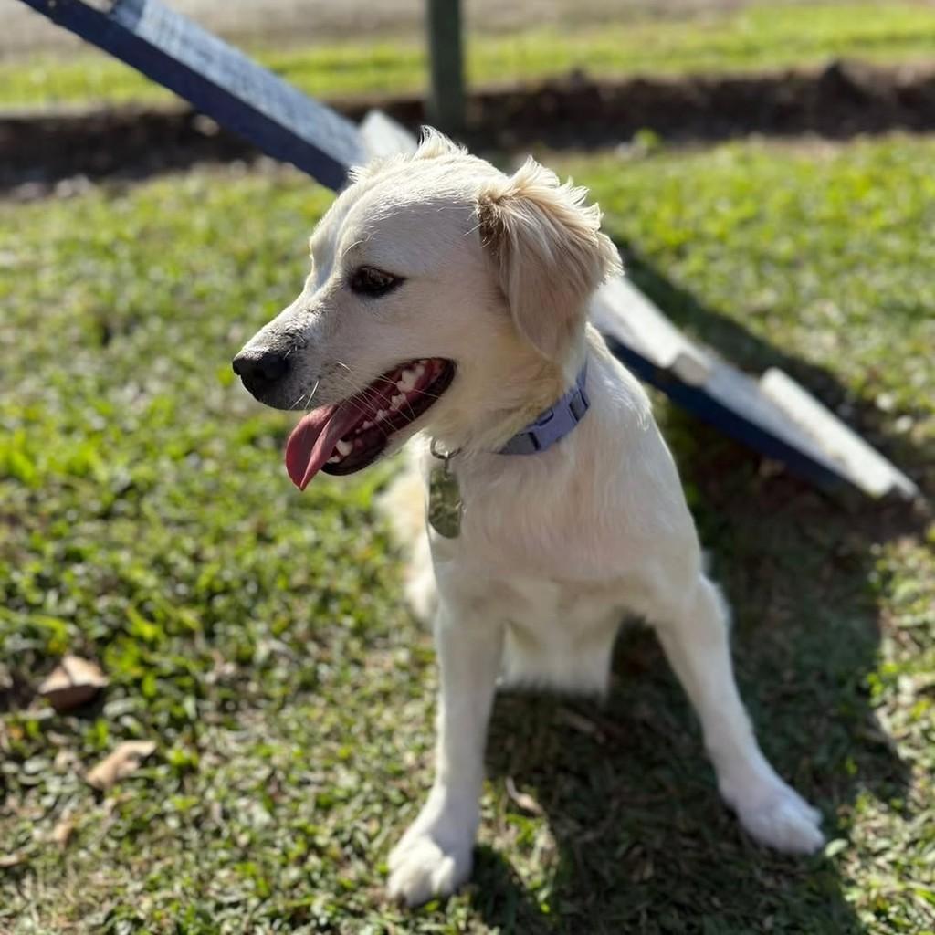 Nala, cadela de porte médio para adoção em Joinville - SC