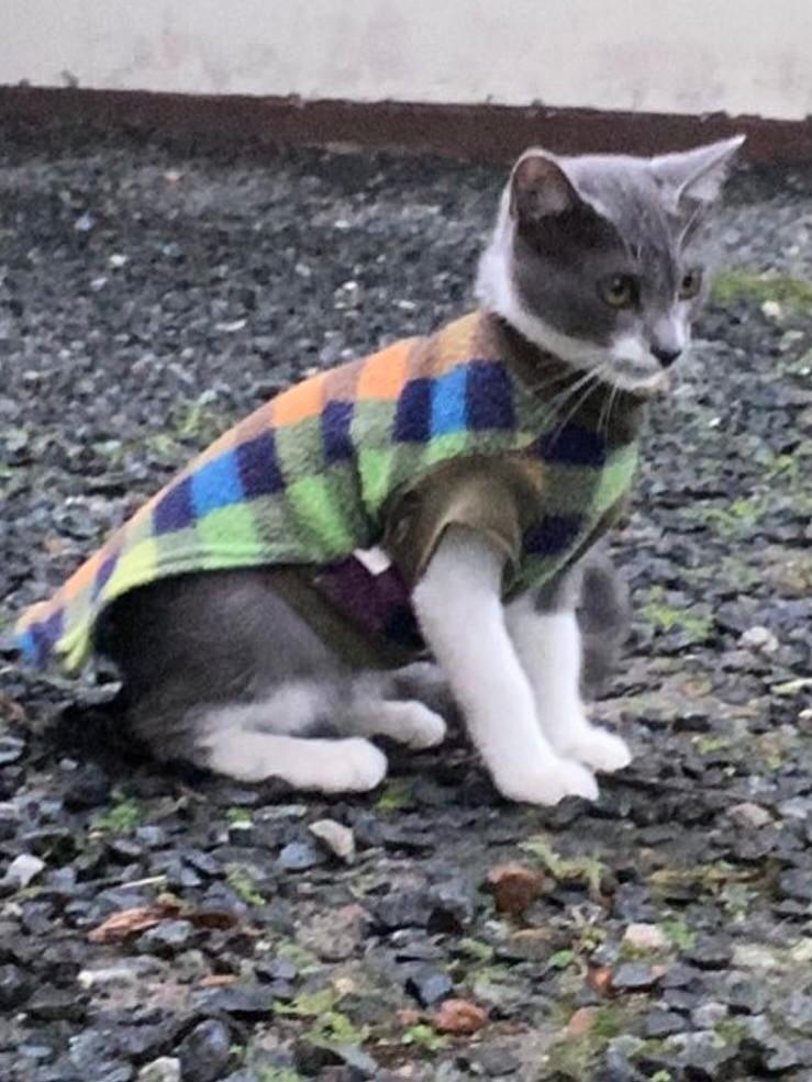 Pandora, gato de porte pequeno para adoção em Joinville - SC