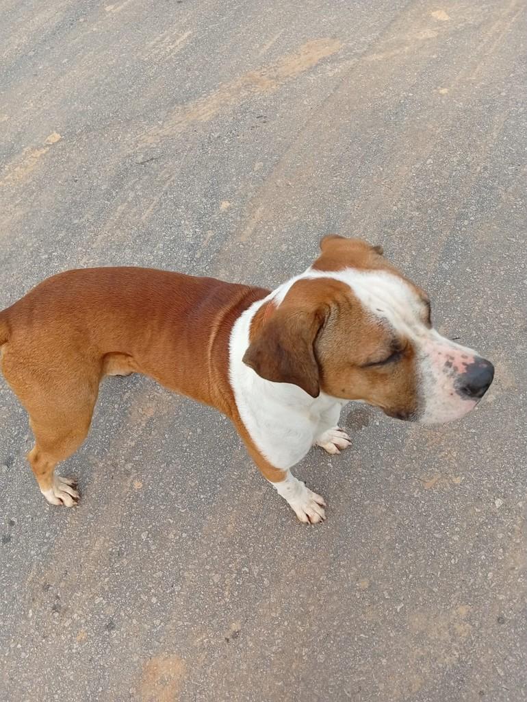 Patudinho, cachorro de porte médio para adoção em Joinville - SC