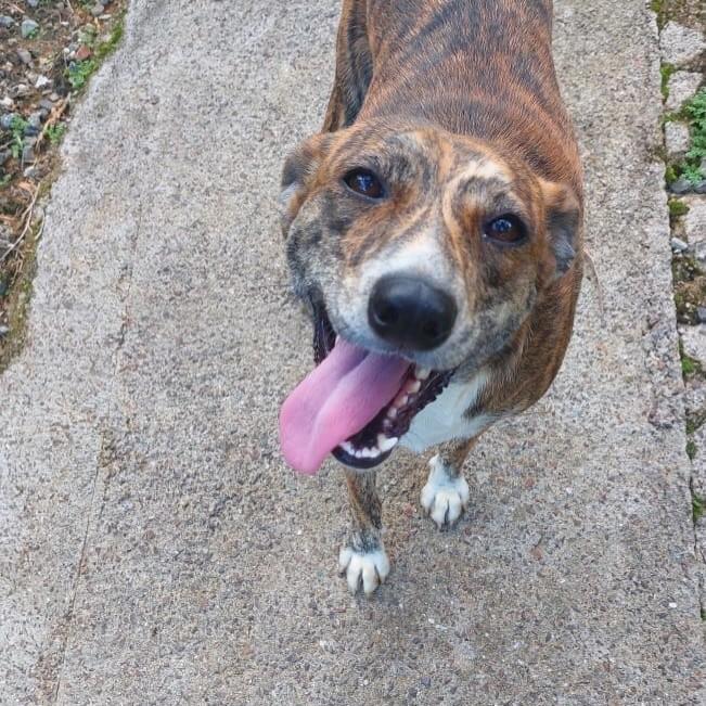 Luly, cachorro de porte médio para adoção em Joinville - SC