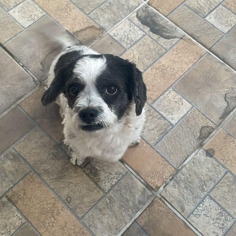 Cadê Meu Tutor?, cachorro de porte pequeno para adoção em Joinville - SC