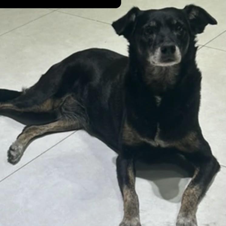 Lola, cachorro de porte médio para adoção em Joinville - SC