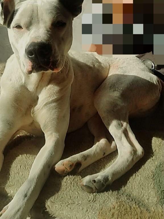 Bolt, cachorro de porte grande para adoção em Joinville - SC