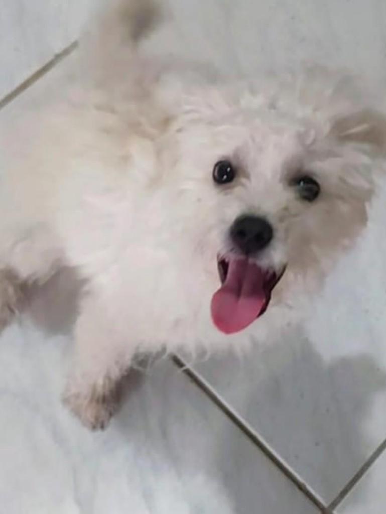 Super Man, cachorro de porte pequeno para adoção em Joinville - SC