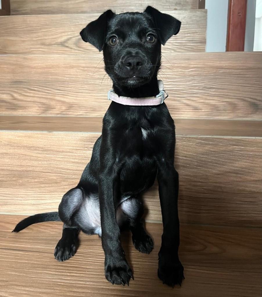 Amora, cachorro de porte pequeno para adoção em Joinville - SC