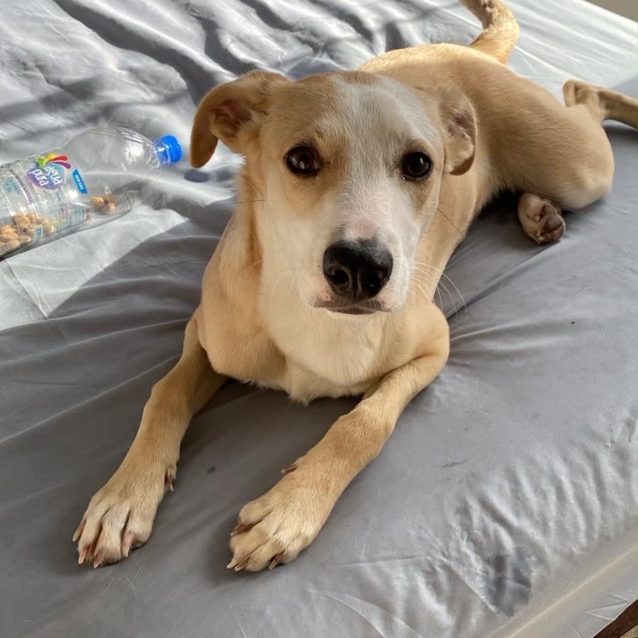 Lindão, cachorro de porte médio para adoção em Joinville - SC