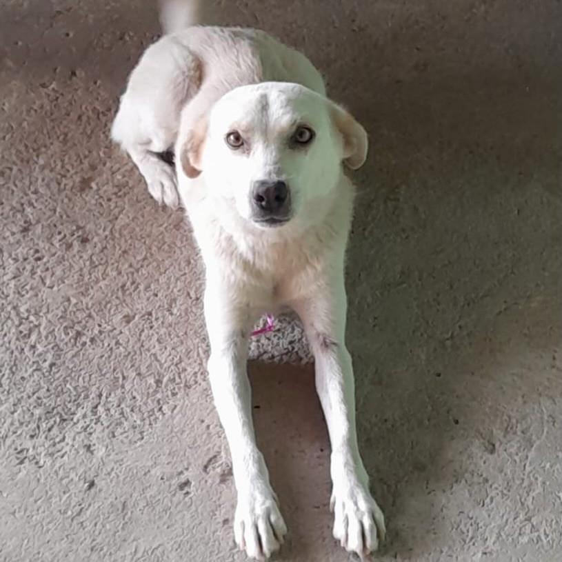 Labradora, cadela de porte grande para adoção em Joinville - SC