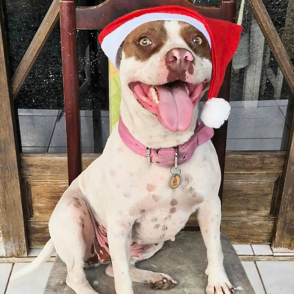 Luna, cadela de porte pequeno para adoção em Joinville - SC