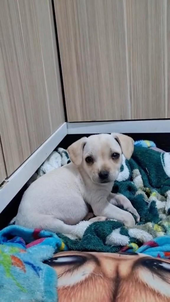 Menininha, cachorro de porte pequeno para adoção em Joinville - SC