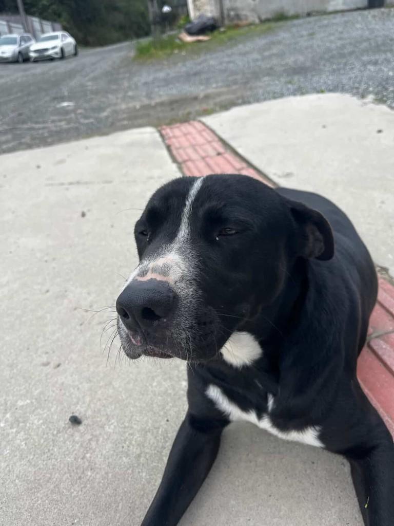 Maninho, cachorro de porte médio para adoção em Joinville - SC
