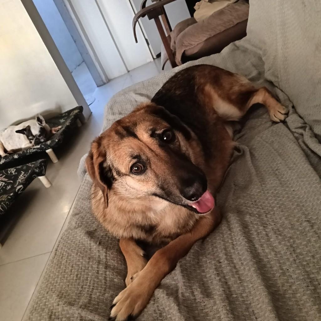 Bruno, cachorro de porte médio para adoção em Joinville - SC