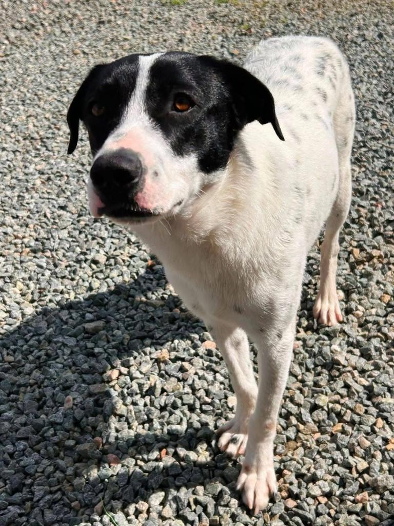 Noah, cachorro de porte médio para adoção em Joinville - SC