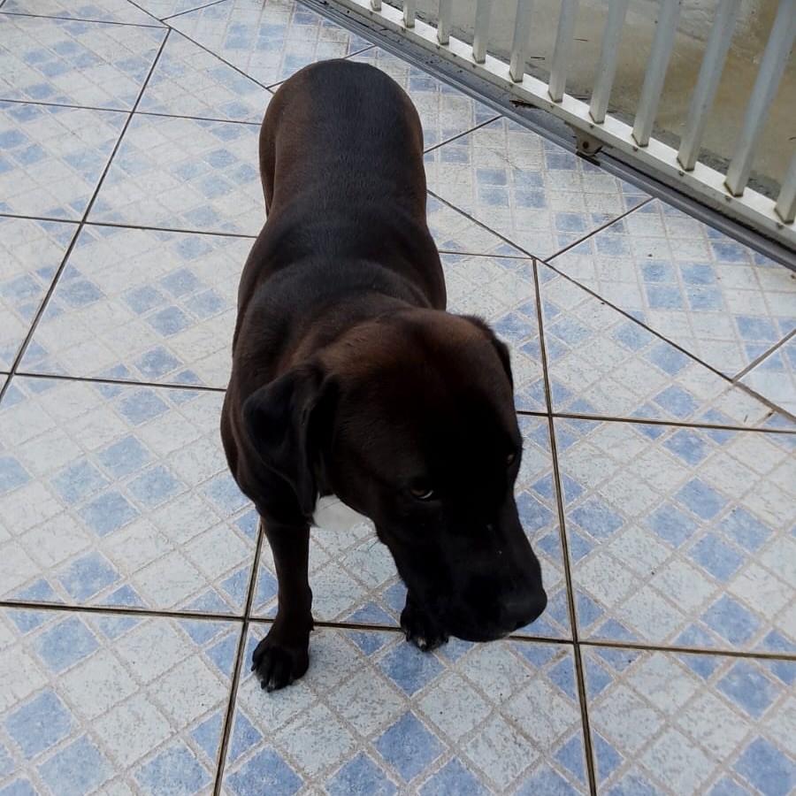 Bela, cadela de porte grande para adoção em Joinville - SC